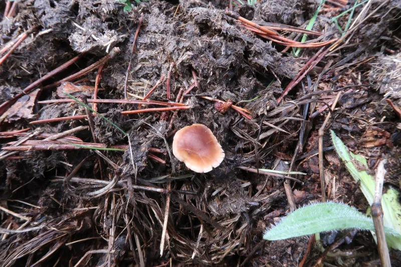 Baeospora myosura 1 - IMG_6743